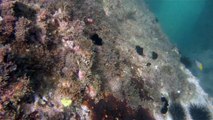 Praias, Mares, Barcos, Canoagem, Mar Aberto, Cavernas Submarinas, Mergulhos Submarinos, Picinguaba, Ubatuba, SP, Brasil, Marcelo Ambrogi, (75)