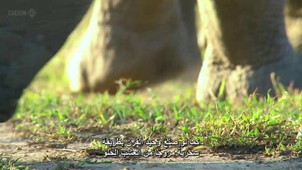 أسرار كوكبنا النابض الحلقه الثانيه سر السافانا BBC