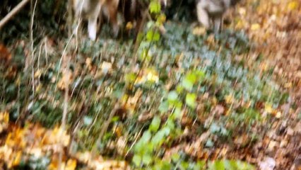 Kotetsu Kishin Yoshino Nora Hatchan Junko Velcan 28 novembre2014