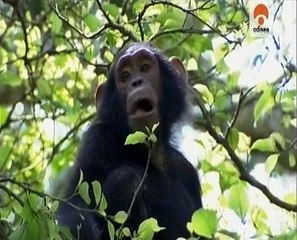 A Vida Secreta dos Primatas - Ep1 - Chimpanzes - Odisseia