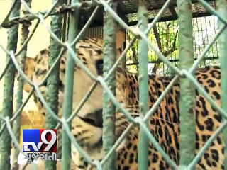 Leopards' bad lifestyle is the leading cause of death, Mumbai - Tv9 Gujarati