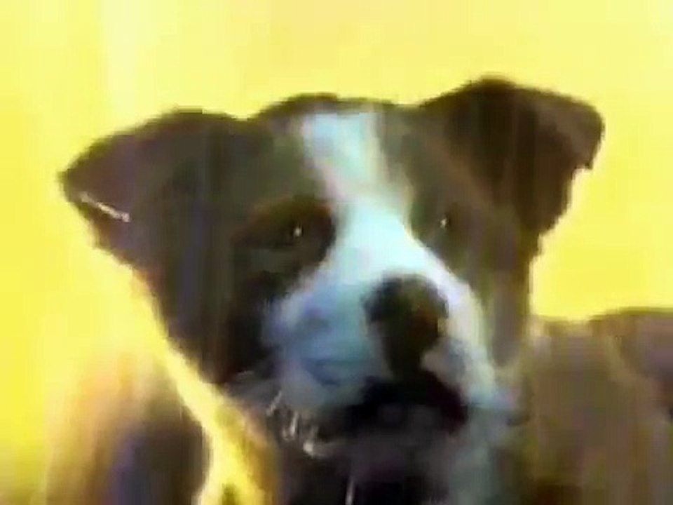 TVCM：サントリー トリス 雨と子犬篇（1981年）