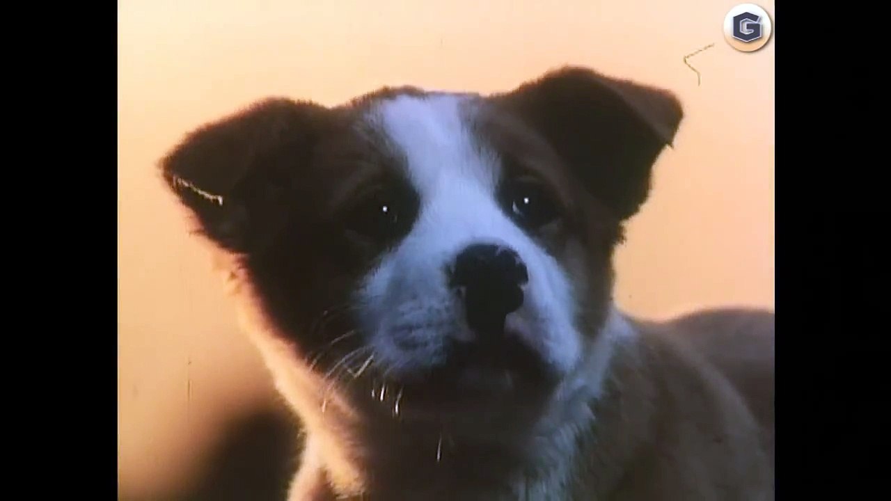 サントリー トリス ウイスキー CM 1981年 「雨と子犬」篇