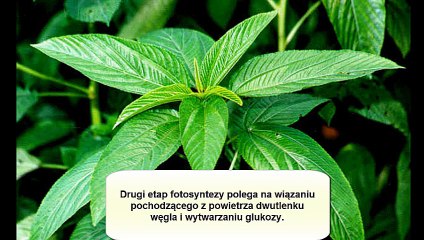 Energia - od słońca do żarówki.