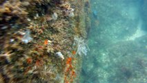 Arquipélago da Almada, navegação, mergulho submarino, Marcelo Ambrogi, Ubatuba, SP, Brasil, peixes raros, corais, (35)