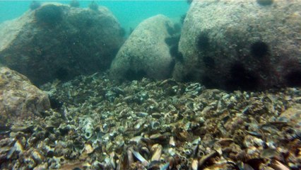 Arquipélago da Almada, navegação, mergulho submarino, Marcelo Ambrogi, Ubatuba, SP, Brasil, peixes raros, corais, (37)