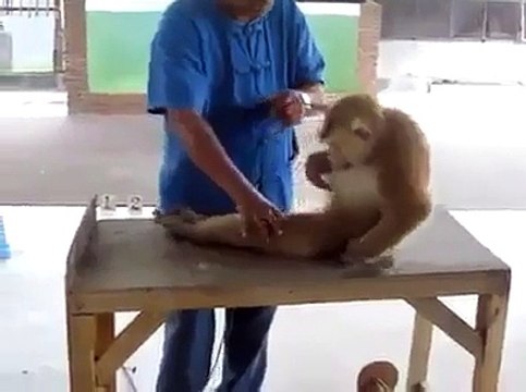 Monkey Doing Exercise to Get Six packs Abs