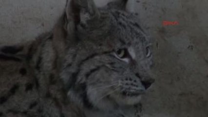 Erzurum Yaralı Vaşak Kurtarılamadı