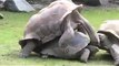 Animal Mating Turtles mate video