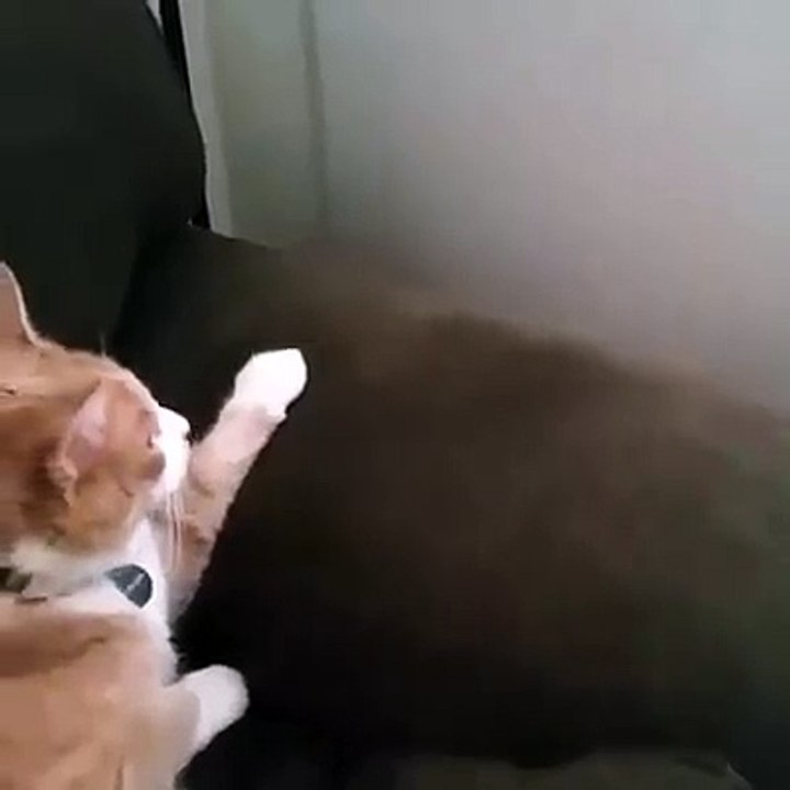 WARNING!!! Cuteness overload