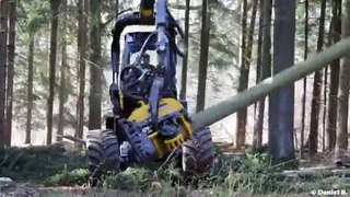 Une machine coupe des arbres en quelques secondes
