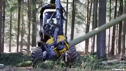 Une machine coupe des arbres en quelques secondes