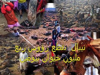 نيبال تقطع رؤوس ربع مليون حيوان بيومين