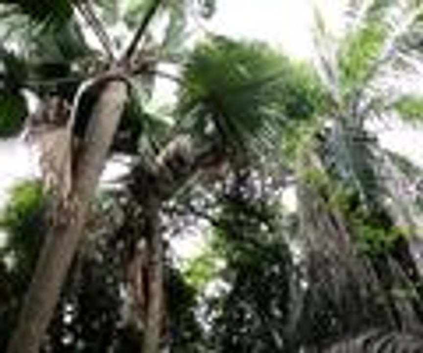 Gambiya'nın doğal "maymun parkı"