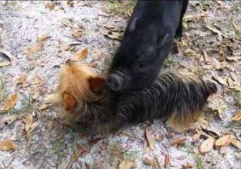 Ellie the Dog 'Fights' Coco the Pig