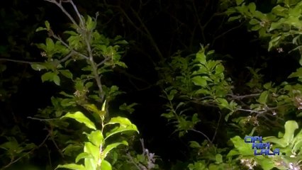 Amazing_Natural_Bird_Sounds.mp4