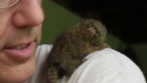 The worlds smallest monkey