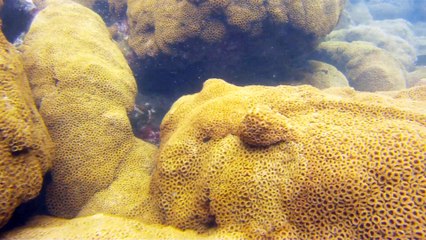 Arquipélago da Almada, navegação, mergulho submarino, Marcelo Ambrogi, Ubatuba, SP, Brasil, peixes raros, corais, (63)