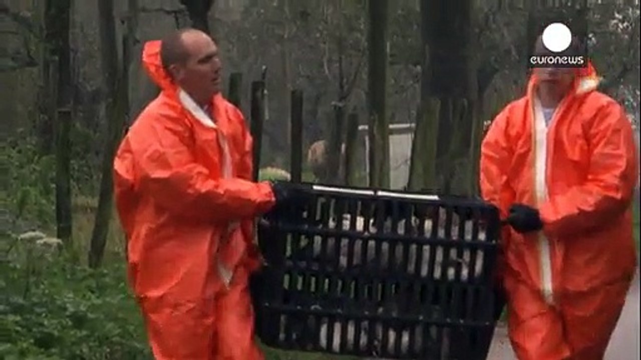 Vogelgrippe: Niederländischer Betrieb keult 28.000 Tiere