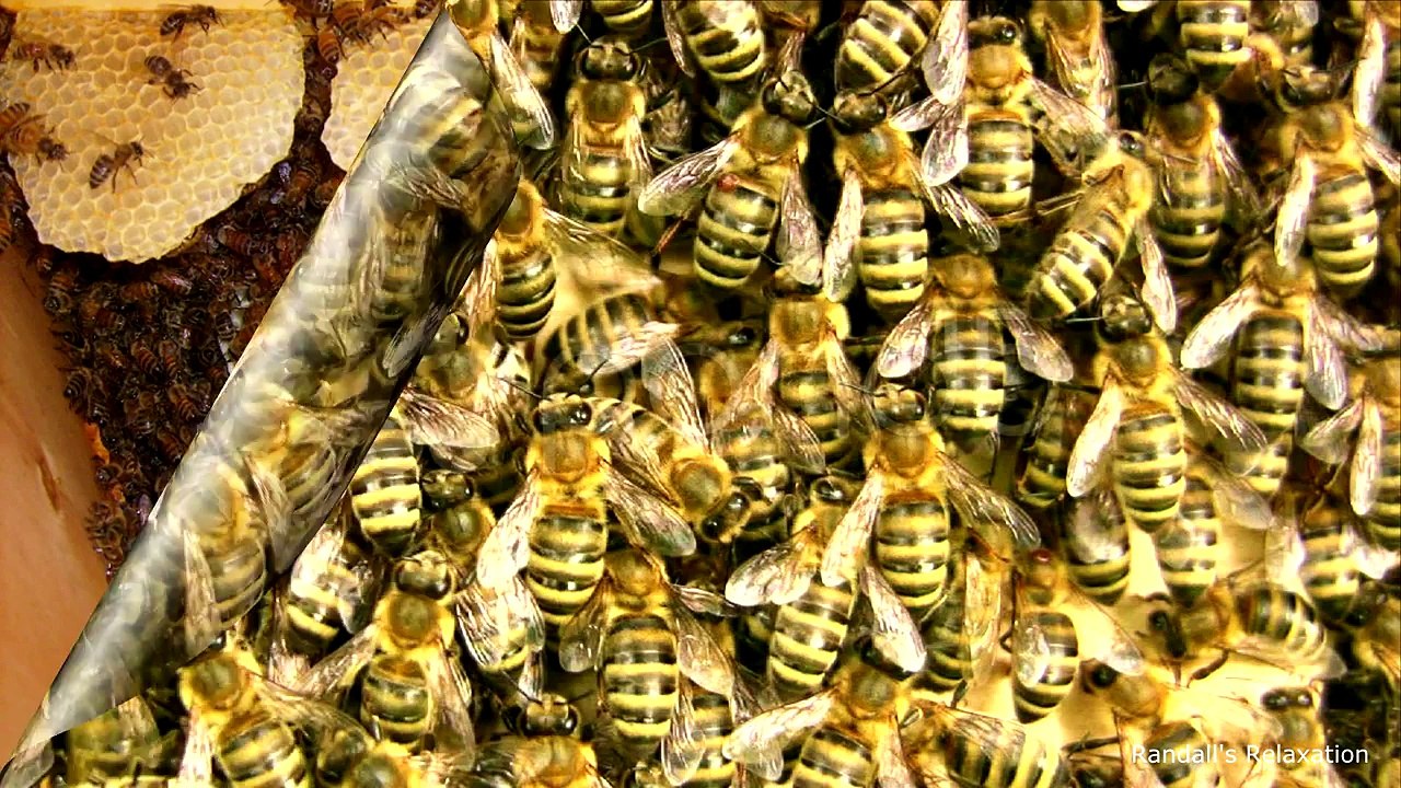 ► Sounds from Inside A BeeHIVE !!!!