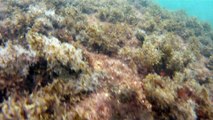 Arquipélago da Almada, navegação, mergulho submarino, Marcelo Ambrogi, Ubatuba, SP, Brasil, peixes raros, corais, (66)