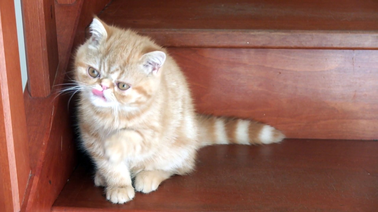 Pompinell'ô Jaudy, exotic shorthair mâle, né le 02/09/14, de Fedora Des Trois Elfes et de The Sweet Love Ideal Charmer