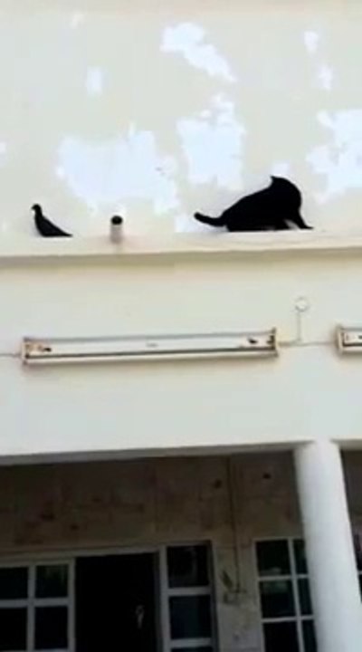 Un pigeon plus malin qu'un chat
