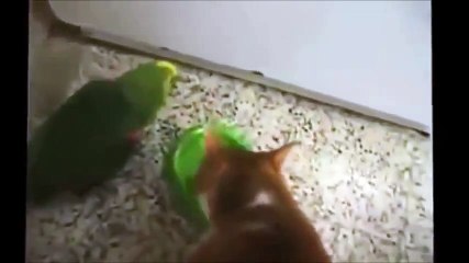 (62) Cat & Bird Dinner Time