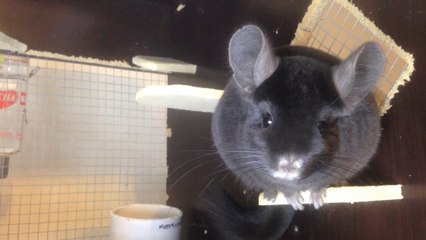 Extra Cute Extra Dark Chinchilla