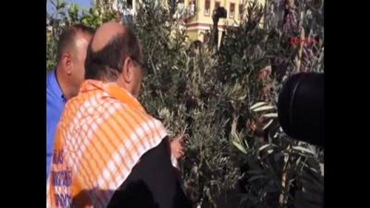 Muğla Milas Milas'ta 1'inci Zeytin Hasat Şenliği-2