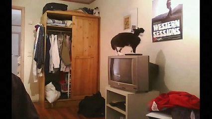 Kedileri Hiç Böyle Görmediniz