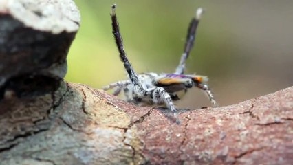 Une araignée paon danse sur YMCA !