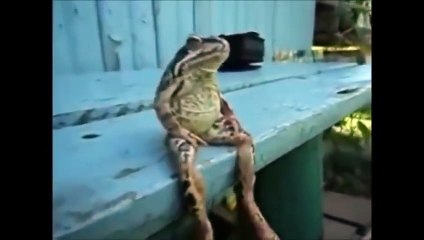 İnsanları Taklid Eden Hayvan lar