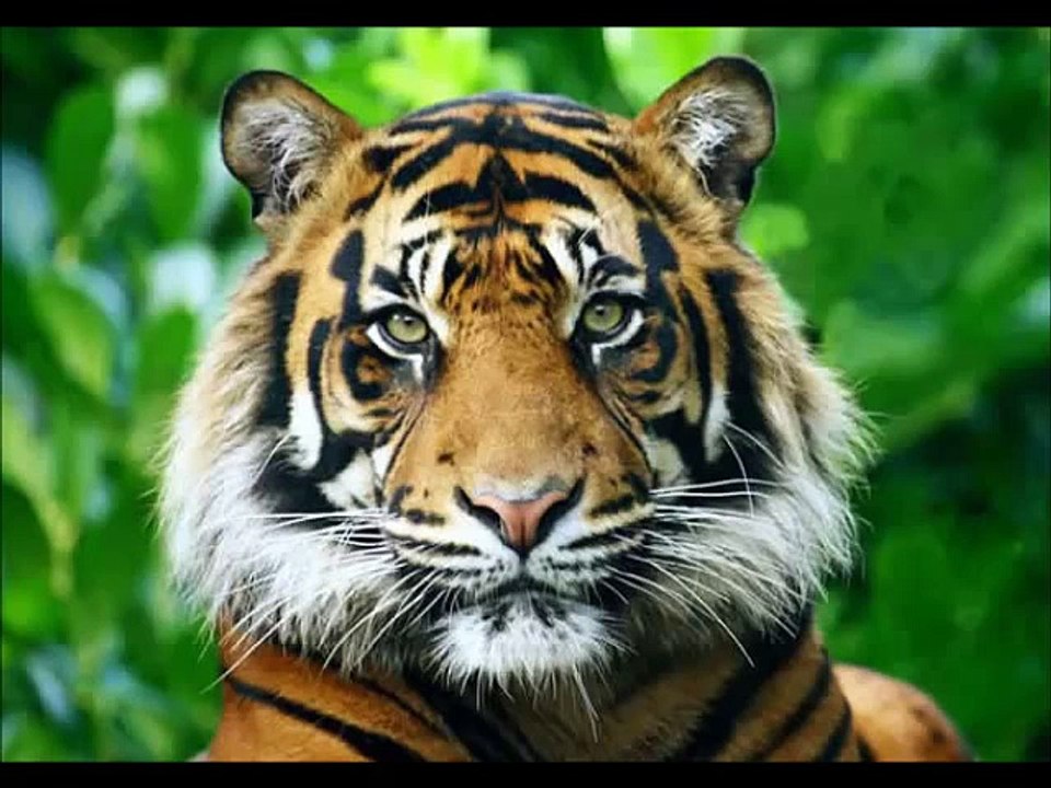Cover - Roar