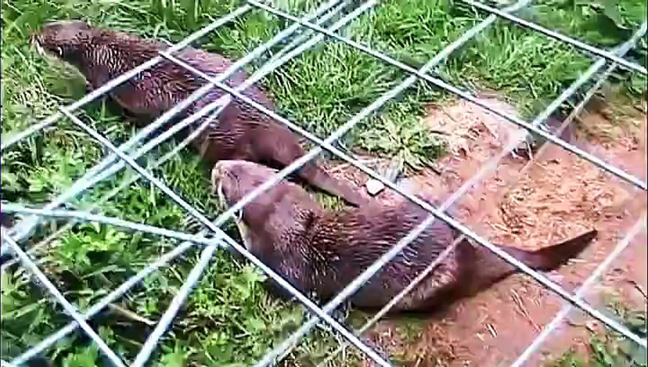 Zu Besuch im Affen- und Vogelpark Eckenhagen – 2