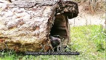 Zu Besuch im Wildpark Leverkusen-Reuschenberg