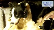 Video cachorros-Sally & Sky con  8-12 dias
