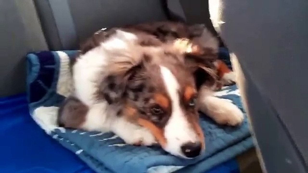 Dog reaction to favourite song