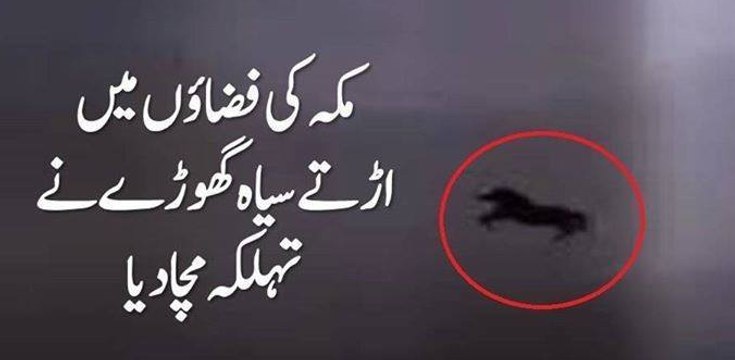 Saudi Arabia Flying horse news