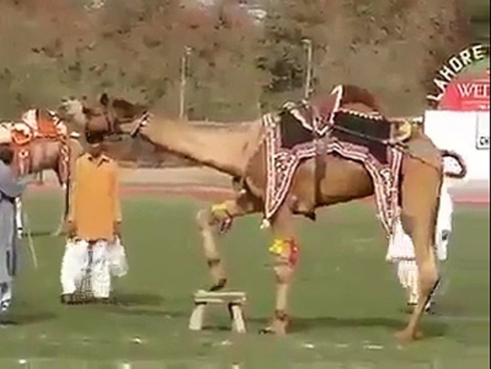 amazing camel show.interesting