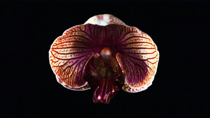 Neon Hitch - F U Betta [Official Video]