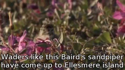 White Wolf and White Gyrfalcon