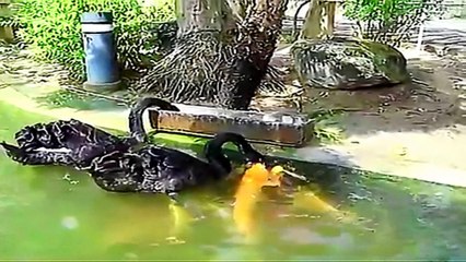 Ducks feeding Fish - An Incredible Relation