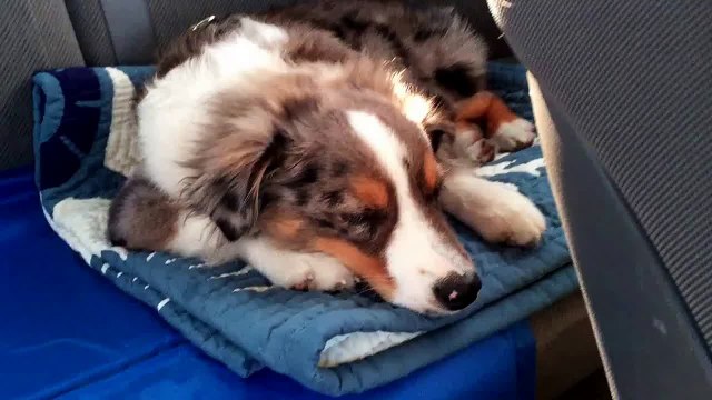 Chien se réveille et aboie sur la chanson Let It Go de Frozen