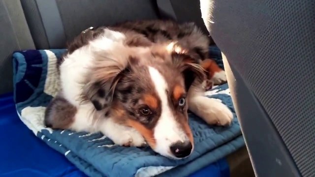 Chien hurle comme un loup sur la chanson de la Reine des Neiges