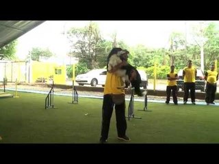 Agility: ponha seu cachorro para se mexer