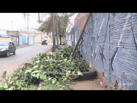 Queda de árvore bloqueia rua no Aparecidinha