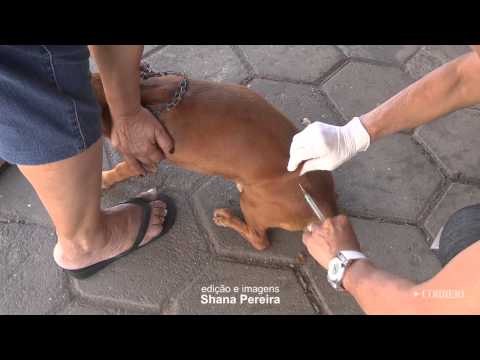 Campanha de Vacinação Antirrábica em Campinas