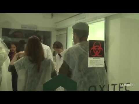 Campinas inaugura 1ª fábrica de mosquito transgênico do País