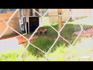 Onças de zoo voltam para a natureza